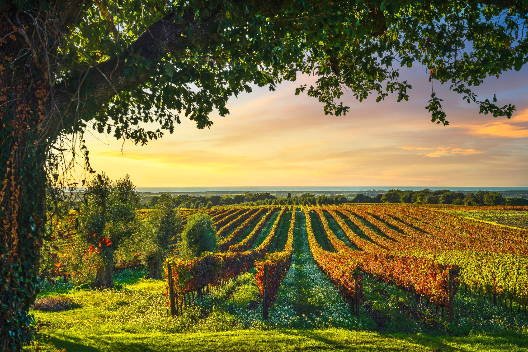 View over vines of a winery in Bolgheri in Tuscany.